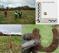 Images: Western Rebellion Battlefields Project. From top left. GPSing of a find, the piece of lead shot found during the survey, systematic surveying underway, and the 16th century horse-shoe find.