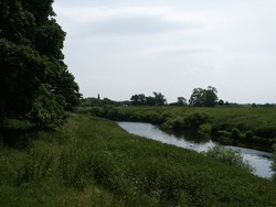 The possible site of the medieval bridge over the river Swale at Myton.  Viewed from Myton Pastures, looking north east.