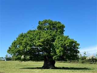 The ancient oak marking the edge of the Michaelwood from where an attack was luanched during the battle The ancient oak marking the edge of the Michaelwood from where an attack was luanched during the battle
