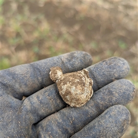 Bullet find at Langport