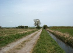 The Langmoor Drove looking north east towards the battle monument. The royal infantry deployed from right to left about half way to where the hedge now lies, marking the position of the Bussex Rhyne.